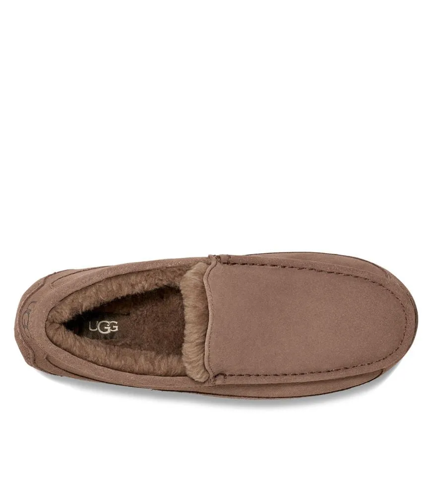 Ascot in Caribou by UGG